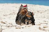 YORKSHIRE TERRIER 132